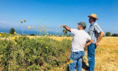 Kuşadası’ndaki endemik bitki türleri incelendi