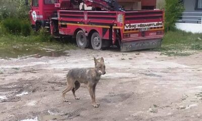 Kütahya’da şehir merkezine inen kurt paniğe neden oldu
