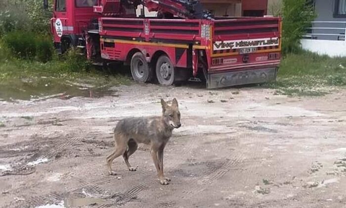 Kütahya’da şehir merkezine inen kurt paniğe neden oldu