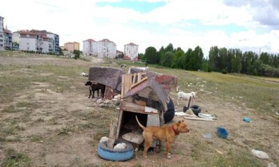 Kütahya’da tehlike arz eden yasaklı 5 köpeğe el konuldu