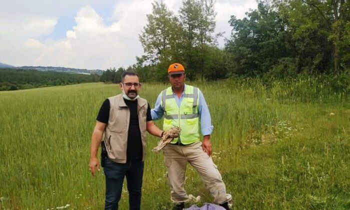 Kütahya’da yaralı bulunan kulaklı orman baykuşu tedavi altına alındı