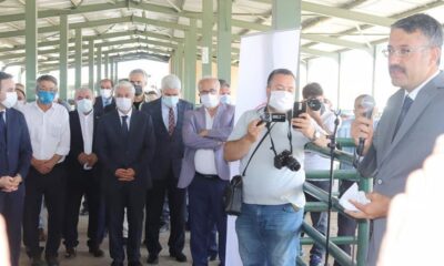 Kütahyalı üreticilere damızlık koç