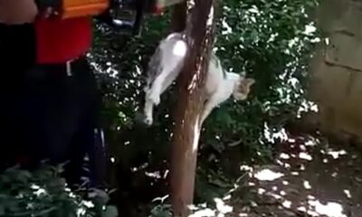 Kuyuya düşen, ağaca sıkışan kediler için itfaiye seferber oldu