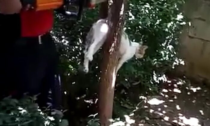 Kuyuya düşen, ağaca sıkışan kediler için itfaiye seferber oldu