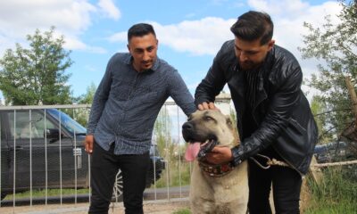 Kuyuya düşen ineği fark eden Kangal köpeği saatlerce başından ayrılmadı