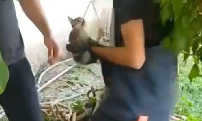 Kuyuya düşen kedi kurtarıldı