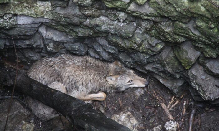 Kuyuya düşen kurt itfaiye ekipleri tarafından kurtarıldı