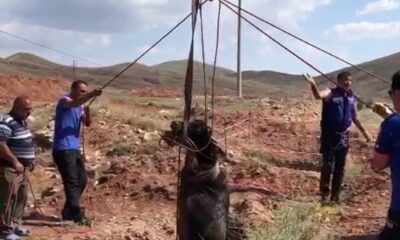 Kuyuya düşen manda AFAD tarafından kurtarıldı