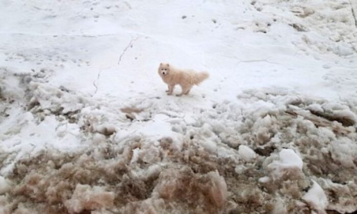 Kuzey Kutbu’nda kaybolan köpeği, Rus buzkıran gemisi buldu