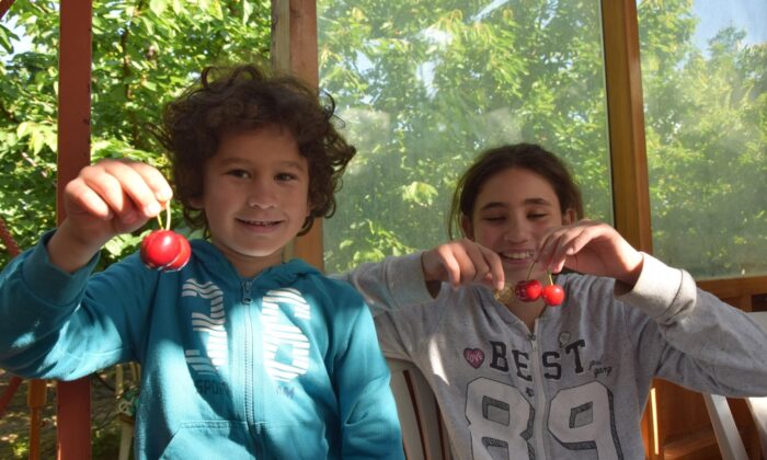 ‘Lapseki Devi’ kiraz hasadı başladı