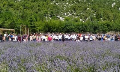 Lavanta bahçelerine ziyaretçi akını