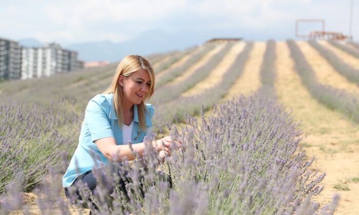 Lavanta bahçesi ziyarete açıldı