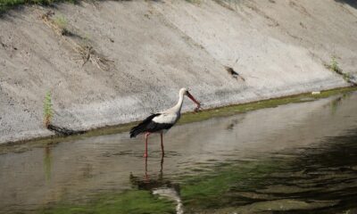 Leylek çıktığı avdan eli boş döndü