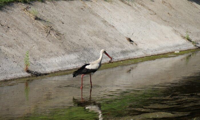 Leylek çıktığı avdan eli boş döndü
