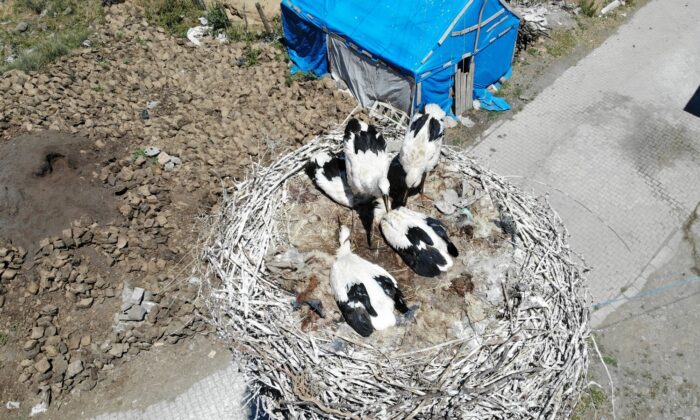 Leylek yavruları büyük göçe hazırlanıyor