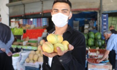 Lezzeti ve ünü ülke sınırlarını aşan Malatya kayısısı tezgaha indi