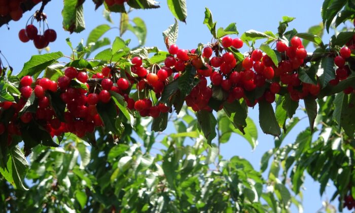 Lezzetiyle öne çıkan ’Eldivan Kirazı’nın hasadı başladı