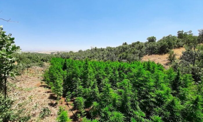 Lice’de 1 milyon 340 bin kök Hint keneviri ele geçirildi