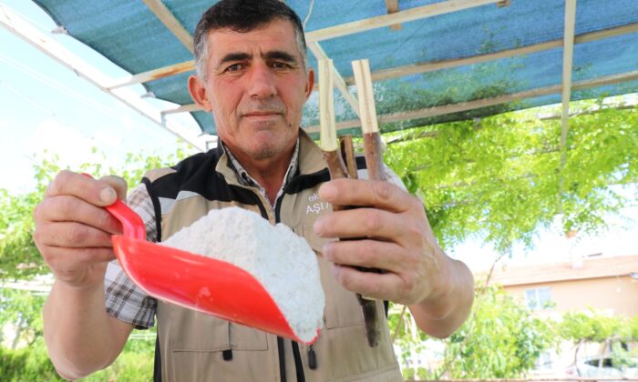 Maden tozuyla ağaç aşılamasından yüzde yüz verim aldı