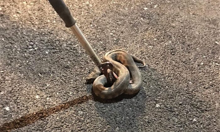Mahalle içerisinde görülen yılan korkuttu