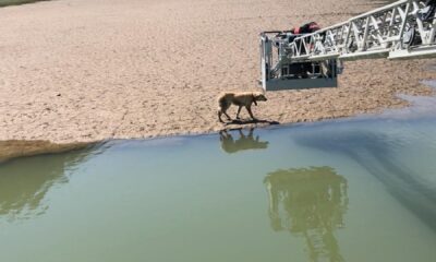 Mahsur kalan köpeğin imdadına itfaiye ekipleri yetişti