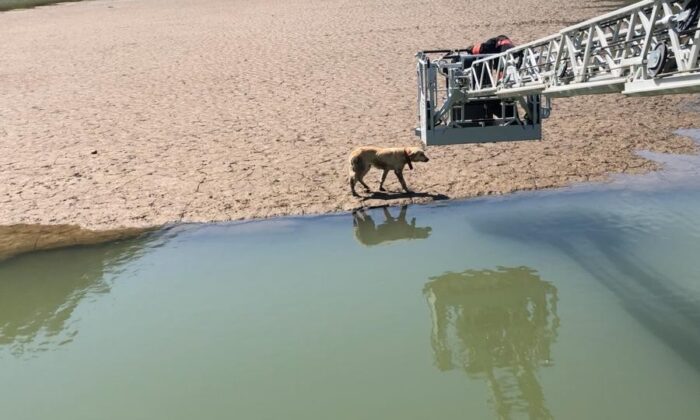 Mahsur kalan köpeğin imdadına itfaiye ekipleri yetişti