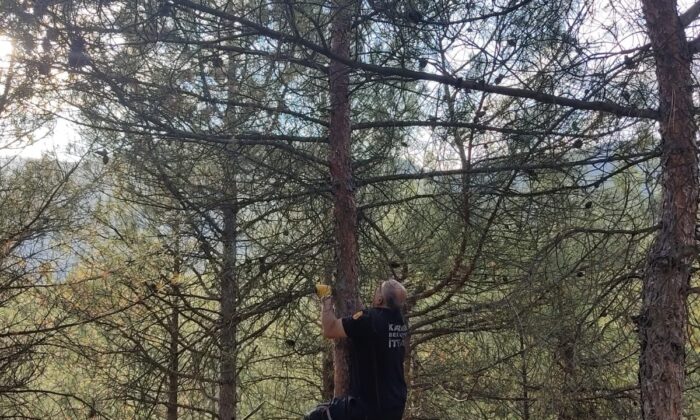 Mahsur kalan yavru kediyi ağaca tırmanarak indirdi