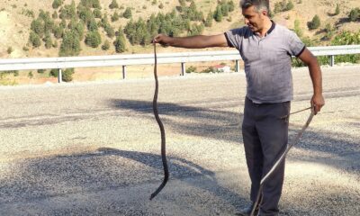 Mahsur kalan yılanı kurtararak doğaya bıraktı