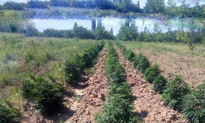 Malatya’da 25 kilo esrar ile 43 bin kök hint keneviri ele geçirildi