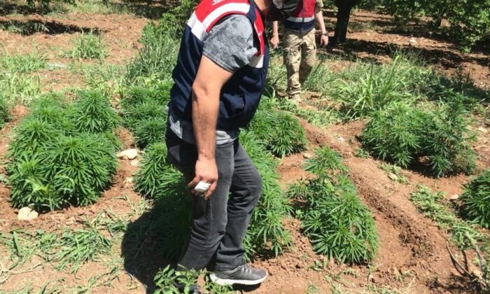 Malatya’da 31 bin 750 kök hint keneviri ele geçirildi