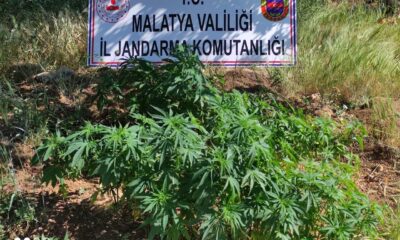 Malatya’da 589 kök Hint keneviri ele geçirildi