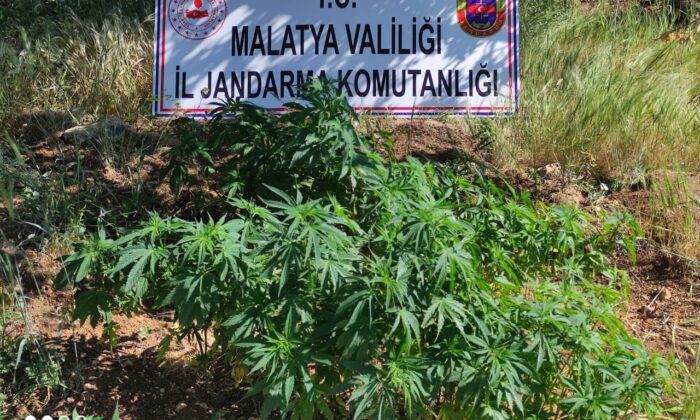 Malatya’da 589 kök Hint keneviri ele geçirildi