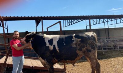 Manisa’da 1 tonluk dana alıcılarını bekliyor