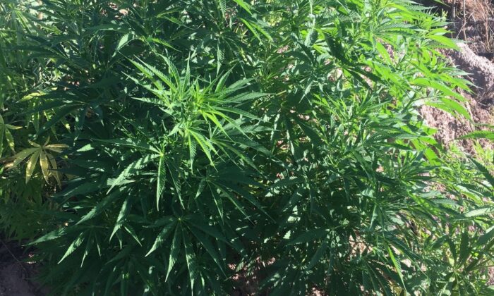 Manisa’da 7 bin 200 kök kenevir bitkisi ele geçirildi