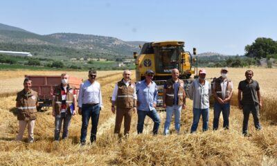 Manisa’da hububat hasadı devam ediyor