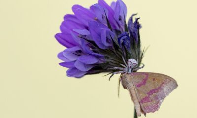 Manisa’da ’insan yüzlü’ örümcek görüldü