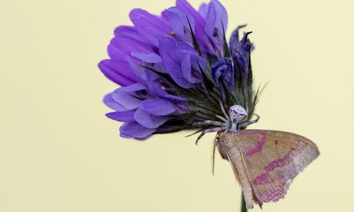 Manisa’da ’insan yüzlü’ örümcek görüldü