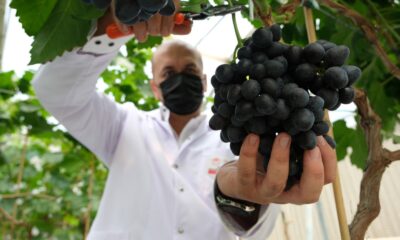 Manisa’da sezonun ilk hasadı serada yapıldı