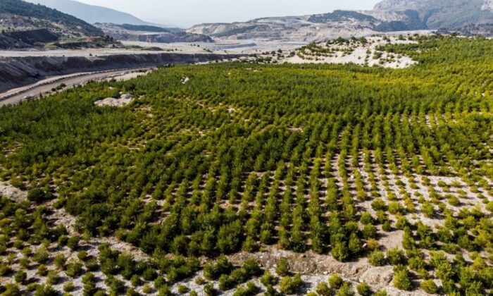 Manisa’da ’Sıfır Atık Projesi’ 6 bin ağacın kesilmesini önledi