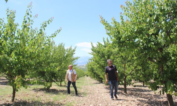 Manisa’da üreticiye kayısı şoku: Hasat edecek ürün bulamadılar