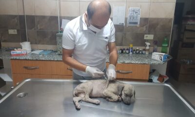 Manisa’da yavru köpeğe işkence