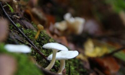 Mantar zehirlenmelerine dikkat