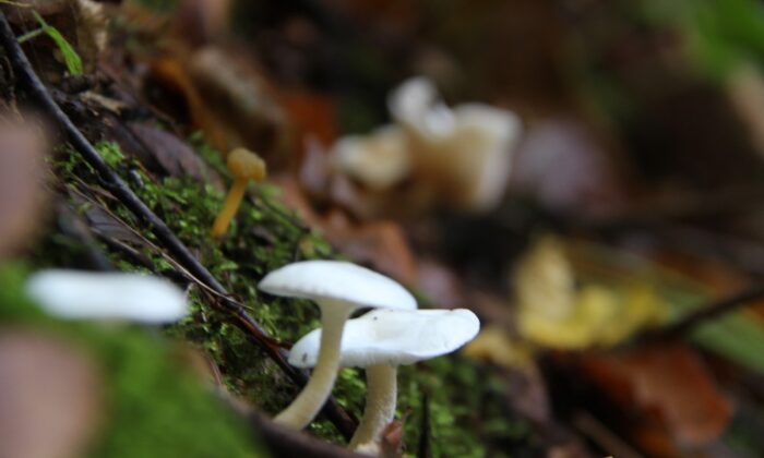 Mantar zehirlenmelerine dikkat