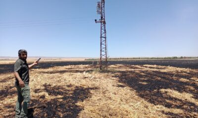 Mardin’de 170 dönüm ekili alan küle döndü