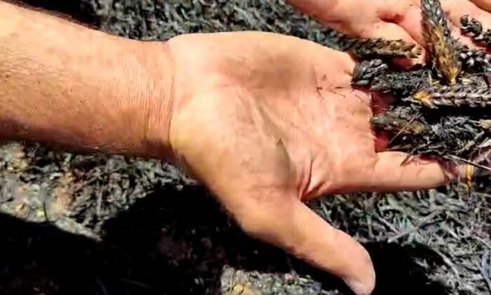 Mardin’de çıkan yangında 140 dönümlük buğday tarlası küle döndü