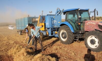Mardin’de mercimek üreticilerinin yüzü bu yıl gülmedi