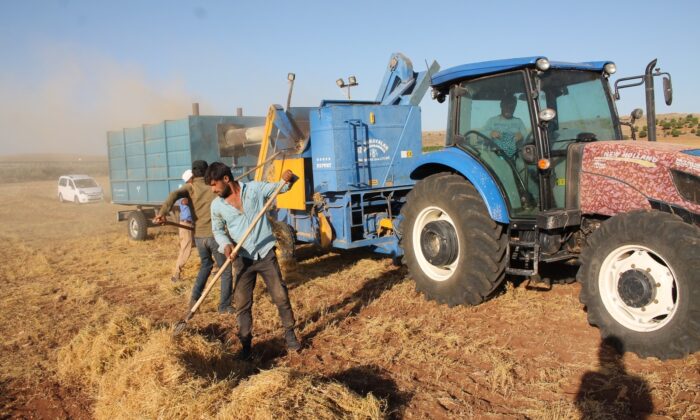 Mardin’de mercimek üreticilerinin yüzü bu yıl gülmedi