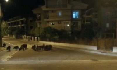 Marmaris’te domuzlar şehre indi