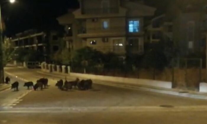 Marmaris’te domuzlar şehre indi