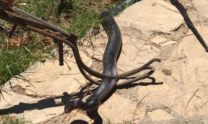 Marmaris’te eve giren yılan paniğe neden oldu